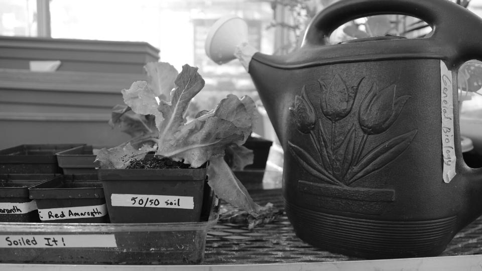 Featured image from the Mystic Film Festival submission "Gardener of the Galaxy."