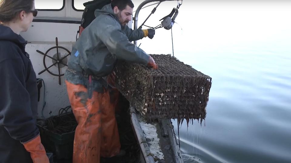 Featured image from the Mystic Film Festival submission "Tackling Pollution in Long Island Sound: Marine Debris."