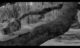 wings - mystic film festival - student film - featured image - person laying on tree black and white